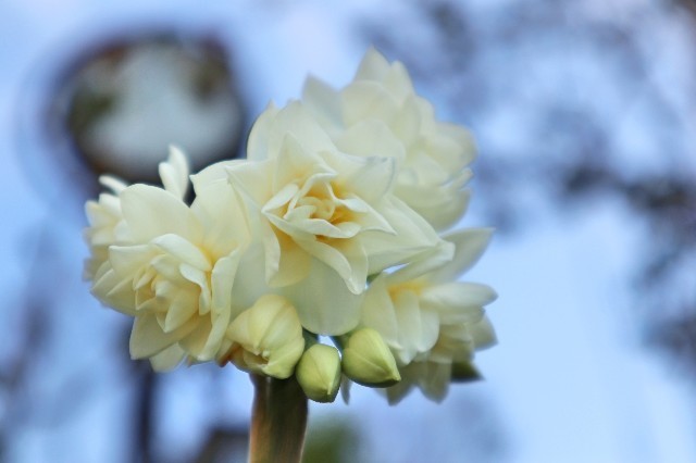 f:id:bluemoonbell:20200321162406j:image