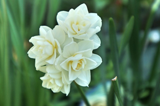 f:id:bluemoonbell:20200321162415j:image