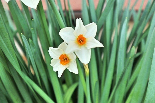 f:id:bluemoonbell:20200321162424j:image