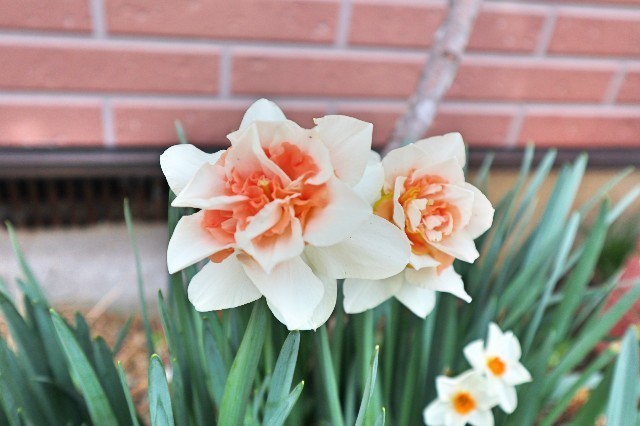 f:id:bluemoonbell:20200321162440j:image