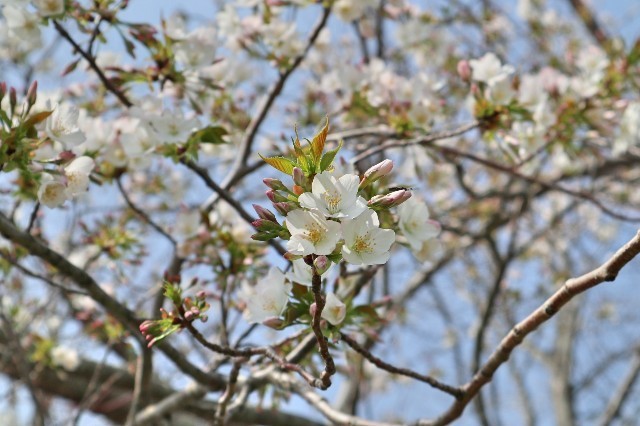f:id:bluemoonbell:20200324162949j:image