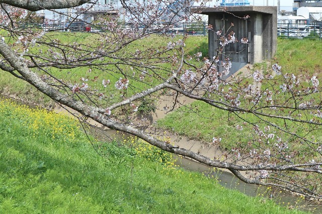f:id:bluemoonbell:20200324163007j:image
