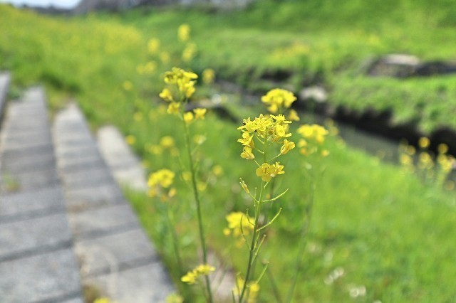 f:id:bluemoonbell:20200324163048j:image
