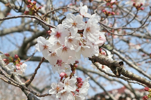 f:id:bluemoonbell:20200324171340j:image