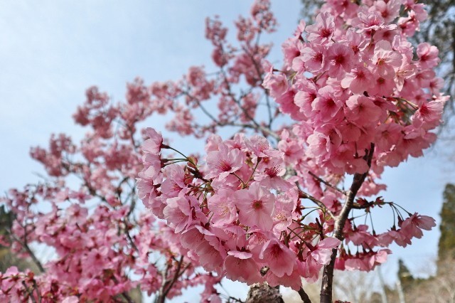 f:id:bluemoonbell:20200324171620j:image