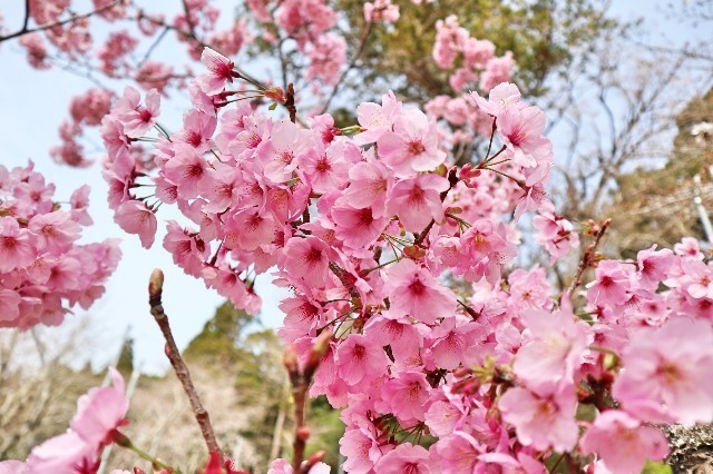 f:id:bluemoonbell:20200324171629j:image