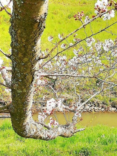 f:id:bluemoonbell:20200325093344j:image