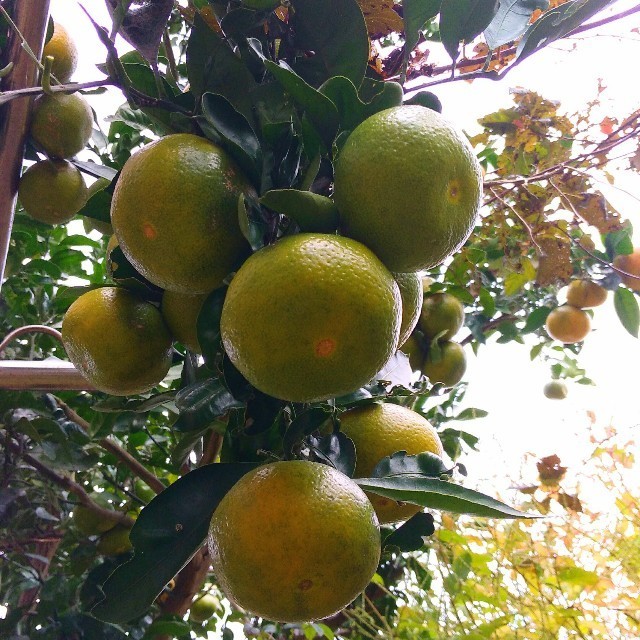 f:id:bluemoonbell:20201027124418j:image f:id:bluemoonbell:20201027124418j:image