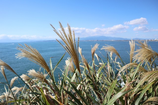 f:id:bluemoonbell:20201117090253j:image