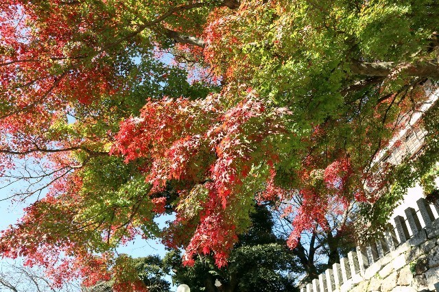 f:id:bluemoonbell:20201227191703j:image