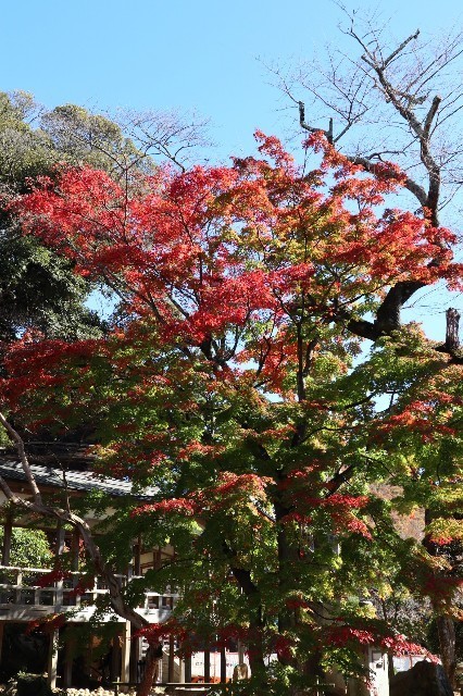 f:id:bluemoonbell:20201228211253j:image