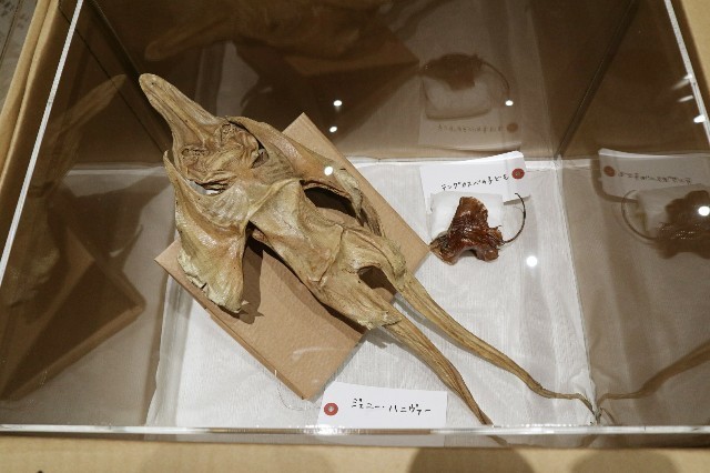 f:id:bluemoonbell:20210111174621j:image f:id:bluemoonbell:20210111174621j:image