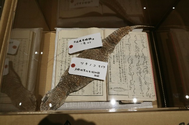 f:id:bluemoonbell:20210111174638j:image f:id:bluemoonbell:20210111174638j:image