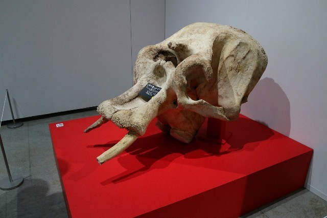 f:id:bluemoonbell:20210111174705j:image f:id:bluemoonbell:20210111174705j:image