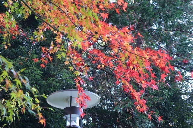 f:id:bluemoonbell:20210131162952j:image f:id:bluemoonbell:20210131162952j:image