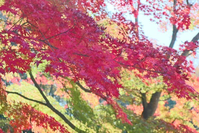 f:id:bluemoonbell:20210131213729j:image