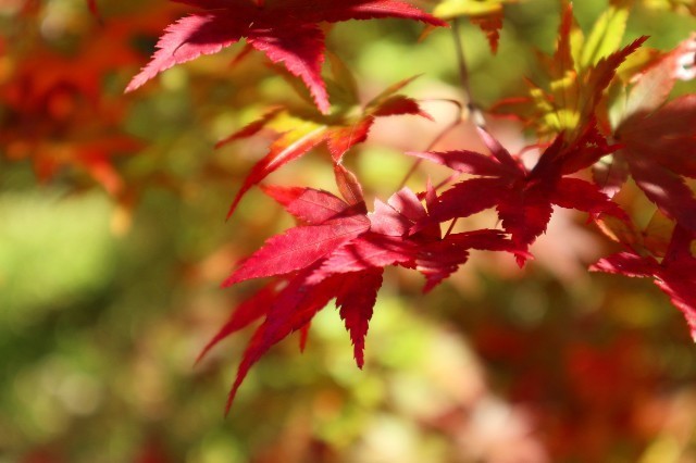 f:id:bluemoonbell:20210131213741j:image