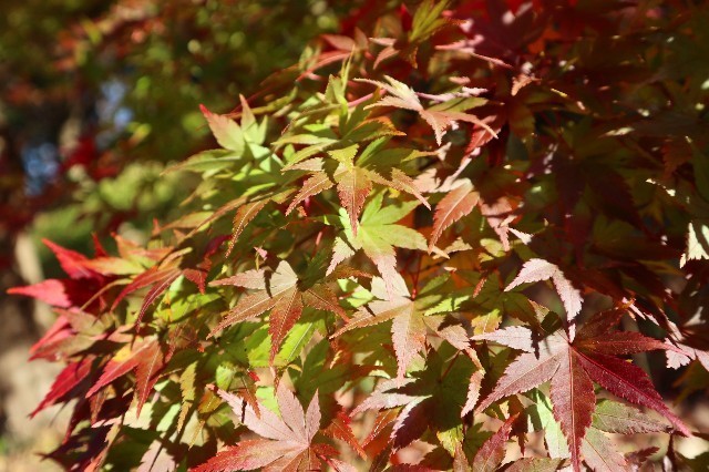 f:id:bluemoonbell:20210131213754j:image