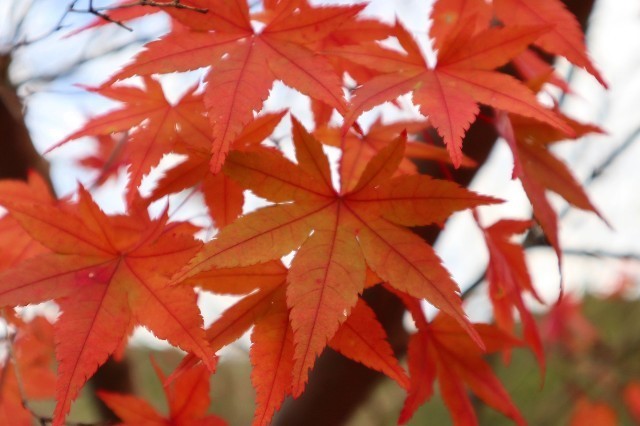 f:id:bluemoonbell:20210212203755j:image