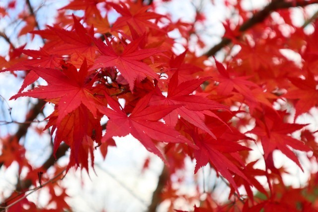 f:id:bluemoonbell:20210212203804j:image