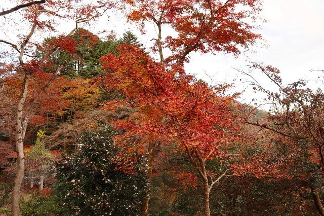 f:id:bluemoonbell:20210212204001j:image