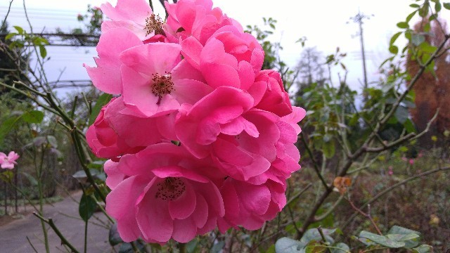 f:id:bluemoonbell:20210301121758j:image