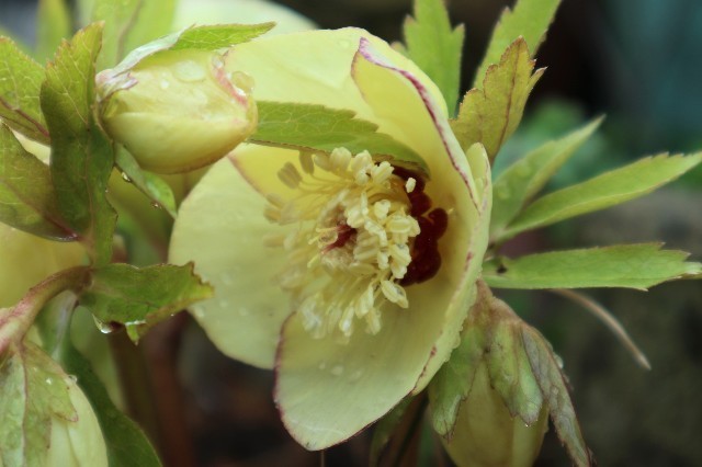 f:id:bluemoonbell:20210330183537j:image f:id:bluemoonbell:20210330183537j:image