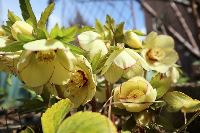 f:id:bluemoonbell:20210330183556j:image f:id:bluemoonbell:20210330183556j:image