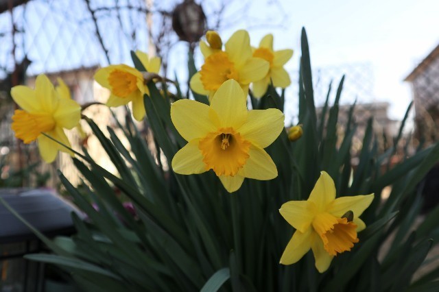 f:id:bluemoonbell:20210331184851j:image f:id:bluemoonbell:20210331184851j:image