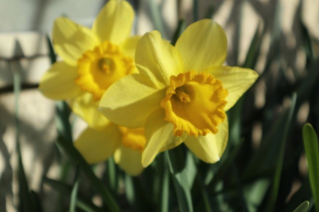 f:id:bluemoonbell:20210331184940j:image f:id:bluemoonbell:20210331184940j:image