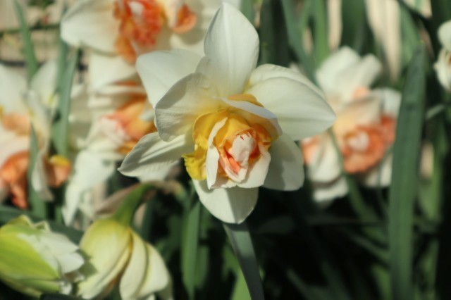 f:id:bluemoonbell:20210331185036j:image f:id:bluemoonbell:20210331185036j:image