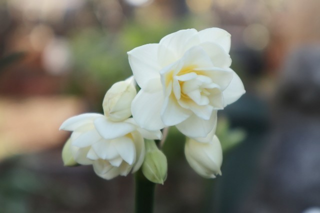 f:id:bluemoonbell:20210331185048j:image f:id:bluemoonbell:20210331185048j:image