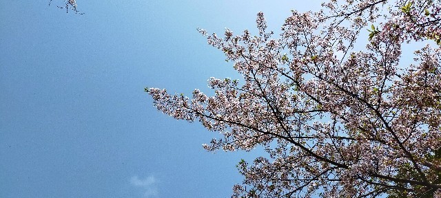 f:id:bluemoonbell:20210408092945j:image