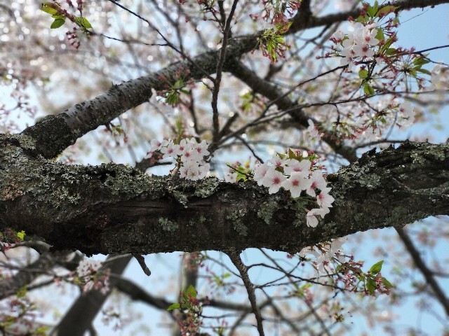 f:id:bluemoonbell:20210408093010j:image