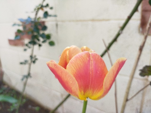 f:id:bluemoonbell:20210408113414j:image