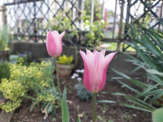 f:id:bluemoonbell:20210408113422j:image