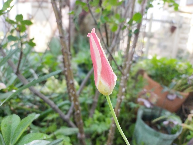 f:id:bluemoonbell:20210408113435j:image