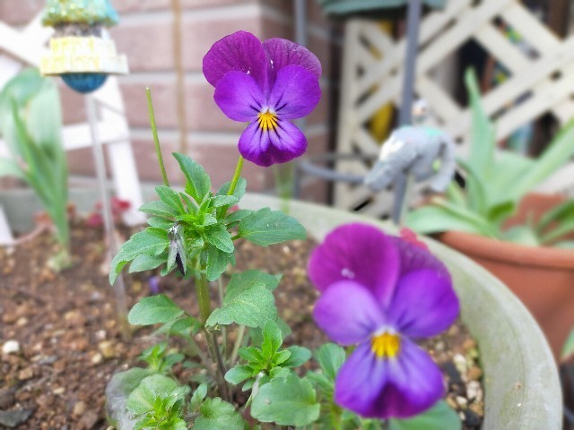 f:id:bluemoonbell:20210408113506j:image