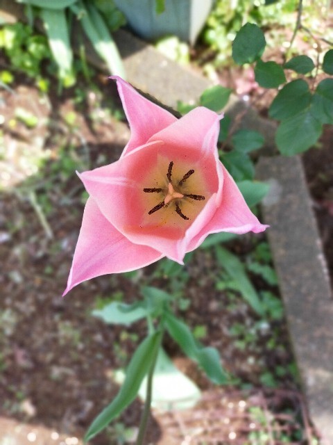 f:id:bluemoonbell:20210408132456j:image