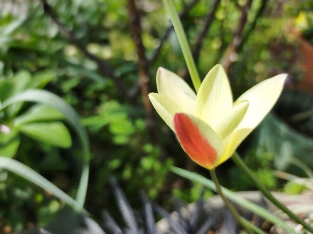 f:id:bluemoonbell:20210408132508j:image