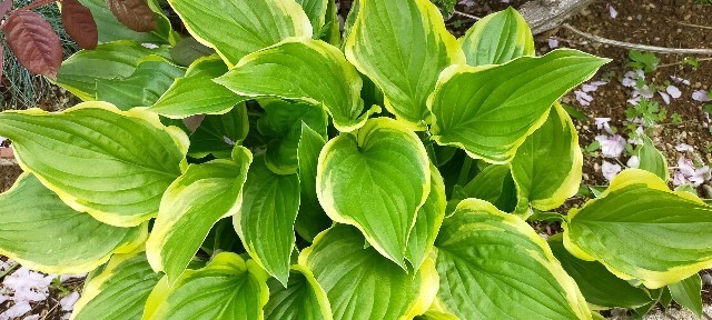 f:id:bluemoonbell:20210419134050j:image f:id:bluemoonbell:20210419134050j:image