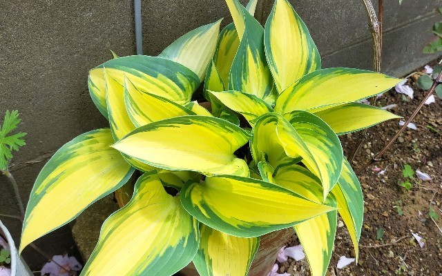 f:id:bluemoonbell:20210419134128j:image f:id:bluemoonbell:20210419134128j:image