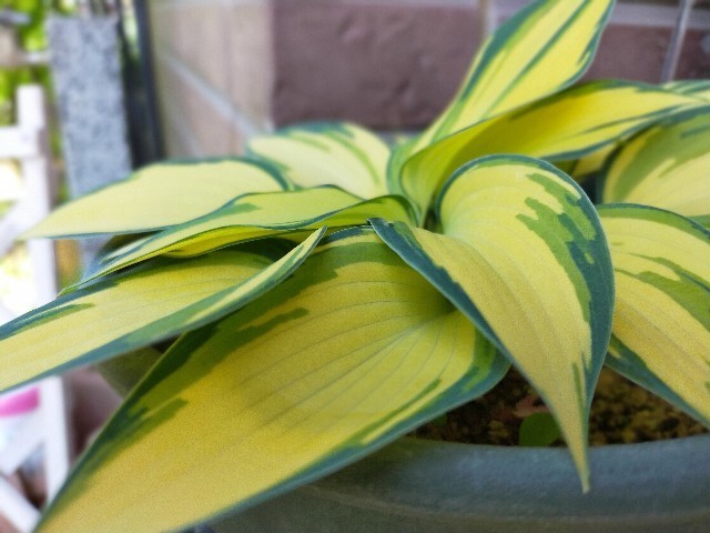 f:id:bluemoonbell:20210419134336j:image f:id:bluemoonbell:20210419134336j:image