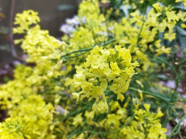 f:id:bluemoonbell:20210419150843j:image f:id:bluemoonbell:20210419150843j:image