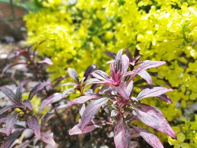 f:id:bluemoonbell:20210419150851j:image f:id:bluemoonbell:20210419150851j:image