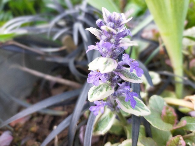 f:id:bluemoonbell:20210419150900j:image f:id:bluemoonbell:20210419150900j:image