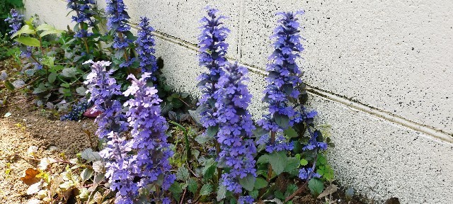 f:id:bluemoonbell:20210420110942j:image f:id:bluemoonbell:20210420110942j:image