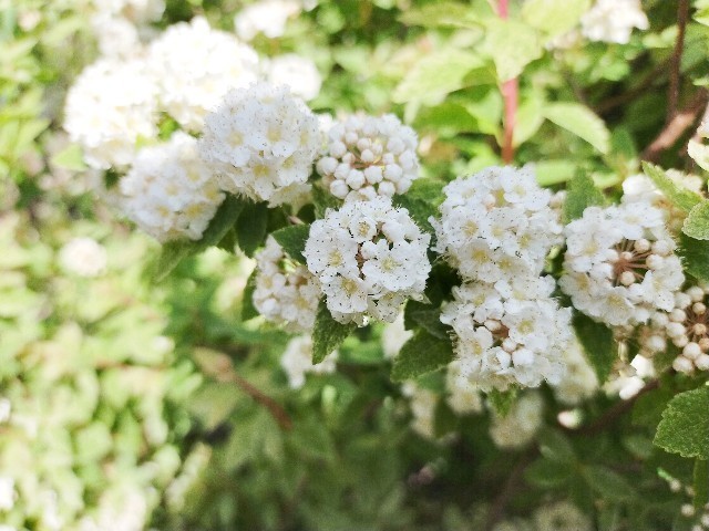 f:id:bluemoonbell:20210420112657j:image