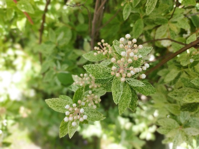 f:id:bluemoonbell:20210420112712j:image