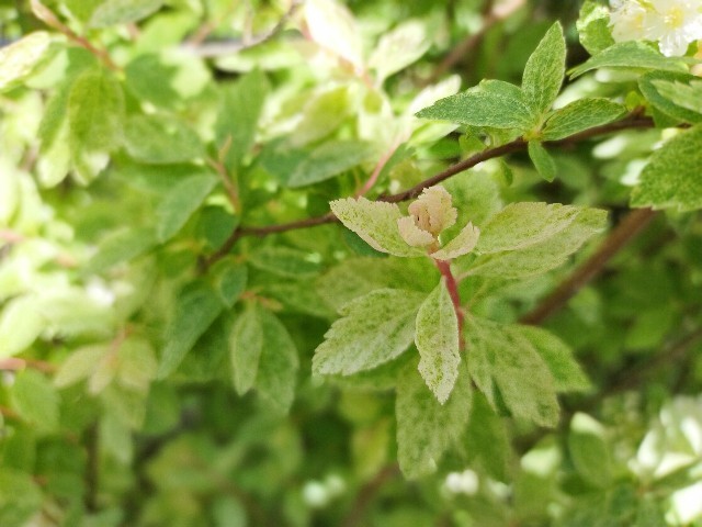 f:id:bluemoonbell:20210420112728j:image